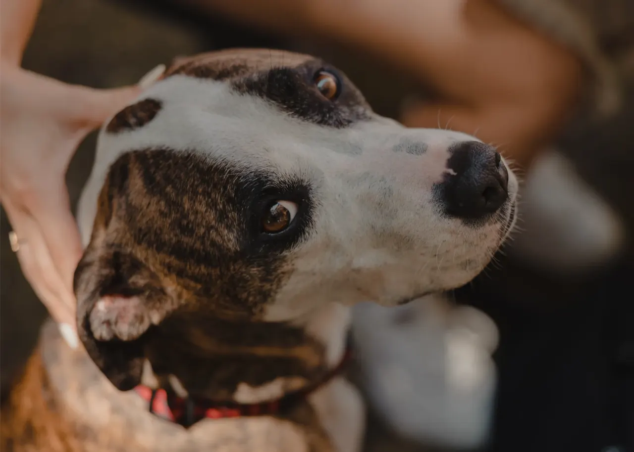 A therapy dog looks up while a person pets it.